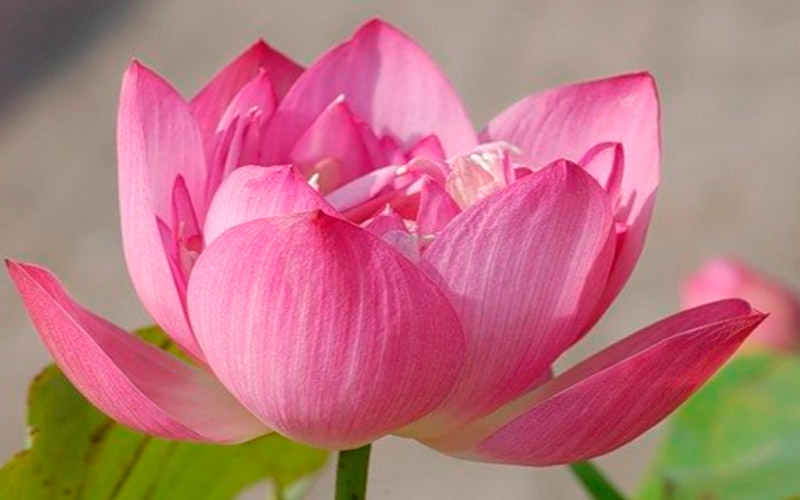 Медитация цветок лотоса от Анастасии Новых - пошаговая практика