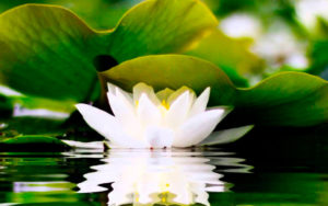 Медитация цветок лотоса